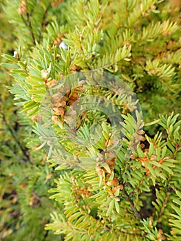 green coniferous tree in the spring