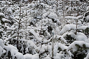 Green coniferous trees covered with snow unexpectedly photo