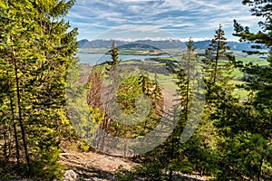 Green coniferous trees in forest and view from hill on lake and snowy mountains