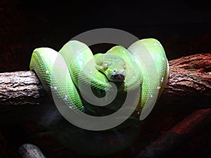 Green constrictor type snake in display enclosure at a zoo