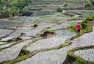 Green contrasts brightly colored t-shirit of a man walking the rice terraces, flores, Indonesia