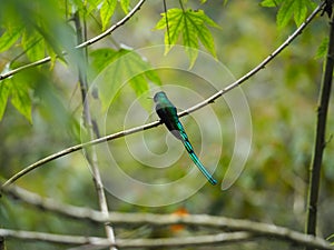 Green Coraciiformes perched on a tree branch