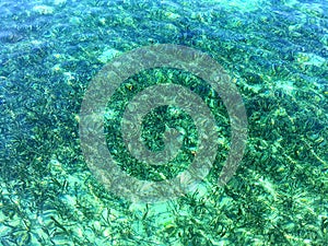 Green Coral in Blue and Turquoise Clear Water at Taka Makassar Island in Komodo National Park, Indonesia