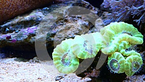 Green coral in coral reef tank, salt water aquarium