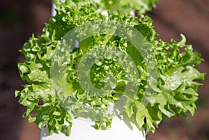 Green coral lettuce