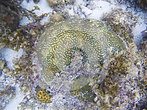 Green coral of tropical seashore underwater photo. Coral reef animal.