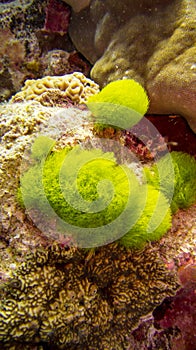 Green coral underwater in the sea