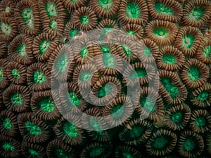 Green Coral Upclose, Indonesia