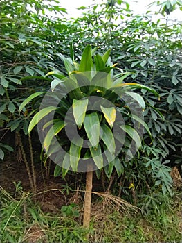 Green cordyline is a group of monocotyledonous plants