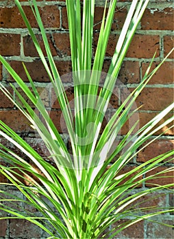 Green Cordyline Plant and red brick wall