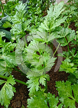 Green Coriander or Coriandrum sativum L. in the organic farm.