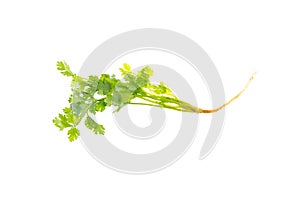 Green coriander isolated