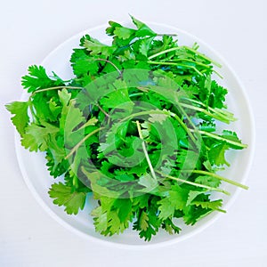 Green coriander leaves aromatic cilantro Chinese parsley dhania (Coriandrum sativum) in a plate closeup view image.
