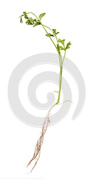 Green coriander with root isolated on white