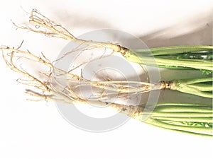 Green coriander root put on a white background