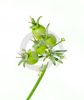 Green Coriander Seed