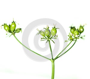Green Coriander Seed