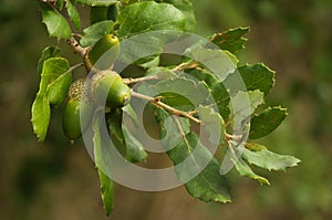 Verde sughero Quercia ghiande un foglie sul ramoscello 