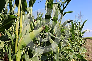 Green corn cob growing on a field