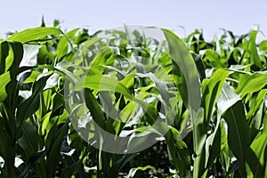 Green corn crops field on bright summer day