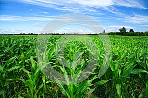 Green corn field