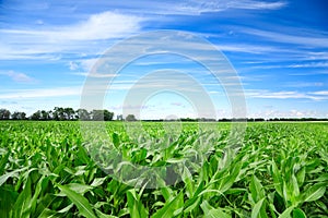 Green corn field