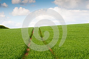 Green Corn Field