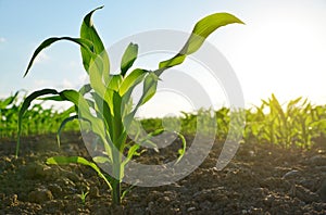 Green corn field