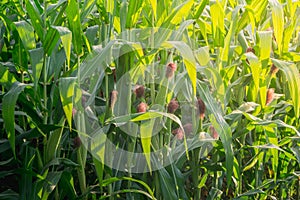 Green corn field in agricultural garden