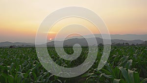 Green corn field in the agricultural garden in the evening