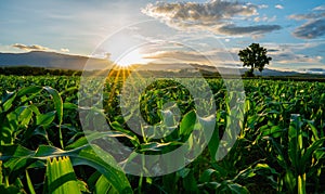 Corn field in agricultural garden and light shines sunset
