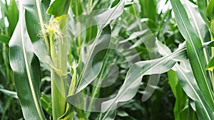 Green corn field agriculture on corn background.