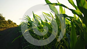 Green corn field agriculture on sunlight background. agriculture a corn business sun concept. corn light field slow