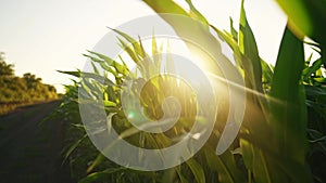 Green corn field agriculture on sunlight background. agriculture a corn business sun concept. corn light field slow