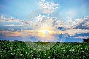 Green corn field,blue sky and sun on summer day.