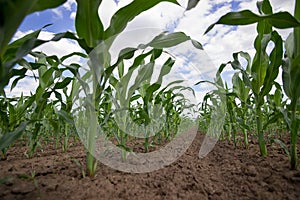 Green corn field,blue sky and sun on summer day