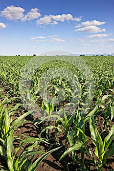 Green corn field,blue sky and sun on summer day