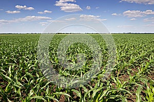 Green corn field,blue sky and sun on summer day