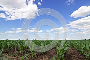 Green corn field,blue sky and sun on summer day