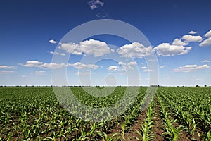 Green corn field,blue sky and sun on summer day