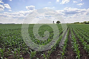 Green corn field,blue sky and sun on summer day