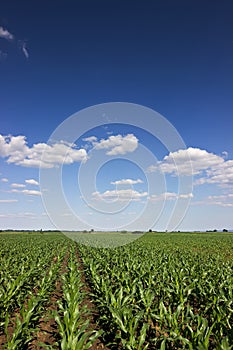 Green corn field,blue sky and sun on summer day