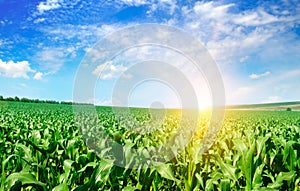 Green corn field and bright sunrise against the blue sky