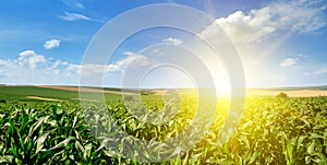 Green corn field and bright sunrise on blue sky. Wide photo.