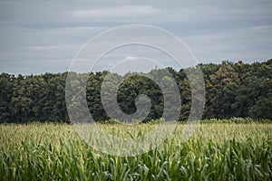 Green corn field. close up Corn field in the countryside, Many yong maize grown for harvest to sell to food factory. corn fringe