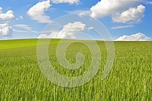 Green corn field with deep blue sky