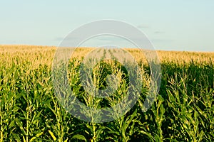 Green corn field - fresh and clean