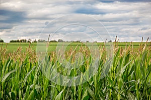 Green corn field