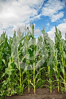 Green corn field