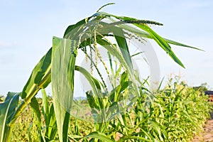 green corn field growing